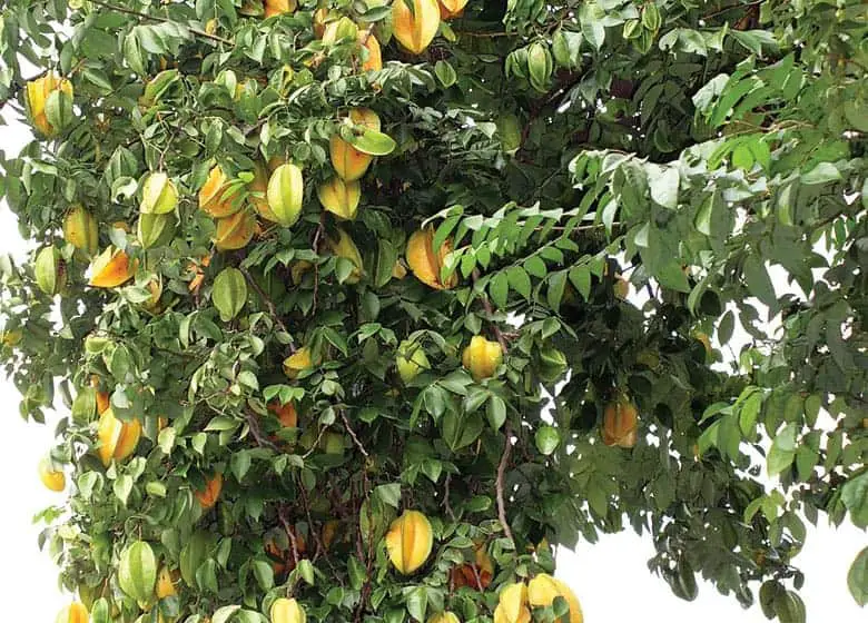 starfruit-tree