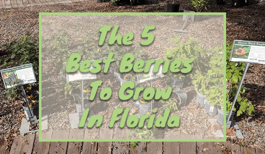 How To Grow Strawberries in Florida Fl Gardening