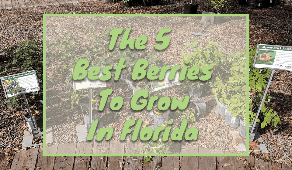 best-berries-to-grow-in-Florida