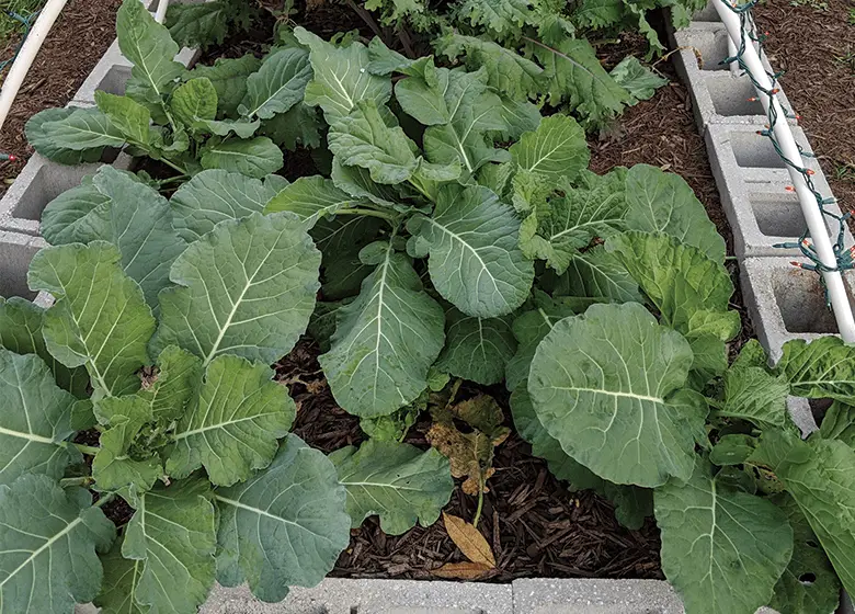How To Grow Collard Greens In Florida