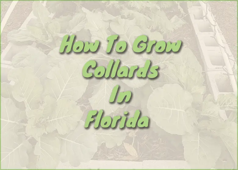 how-to-grow-collards-in-Florida