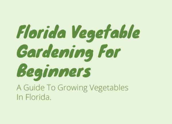 27 Easy Vegetables To Grow In Florida | For All Parts Of The State