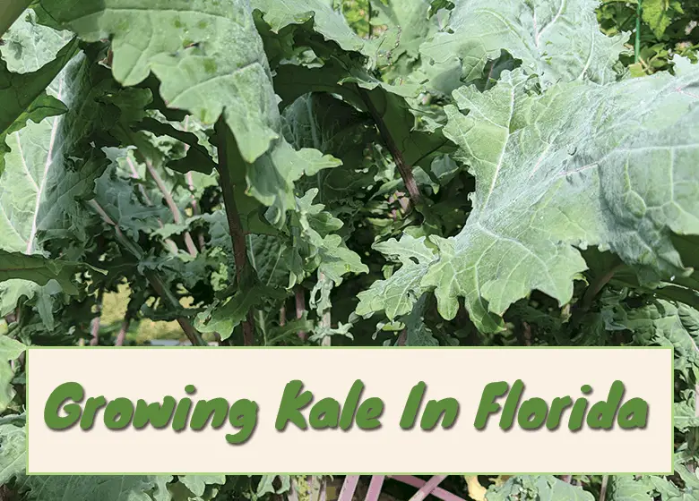growing-Kale-in-Florida