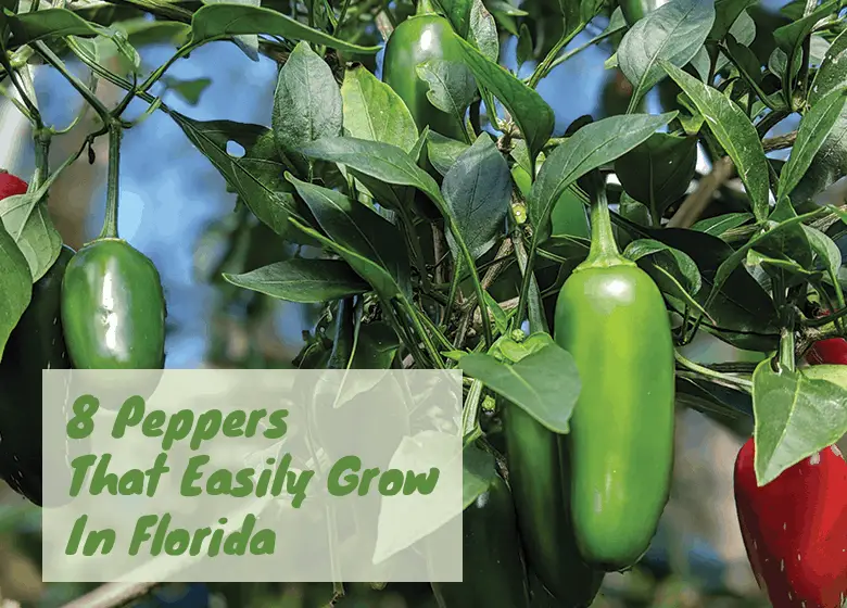 8-peppers-that-easily-grow-in-Florida