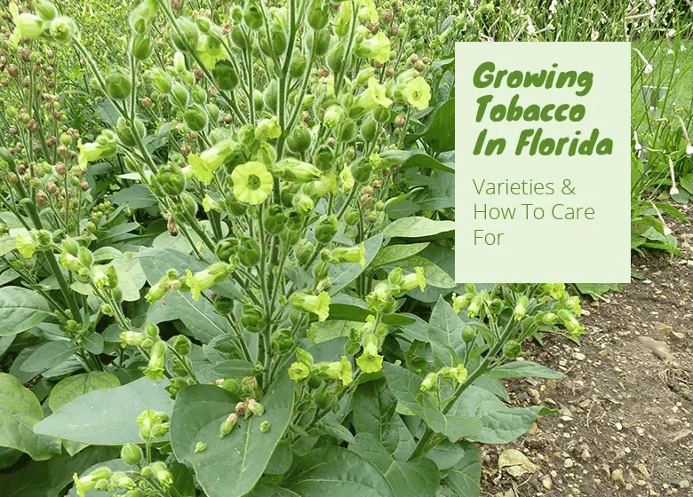 Can You Grow Tobacco In Florida? Fl Gardening