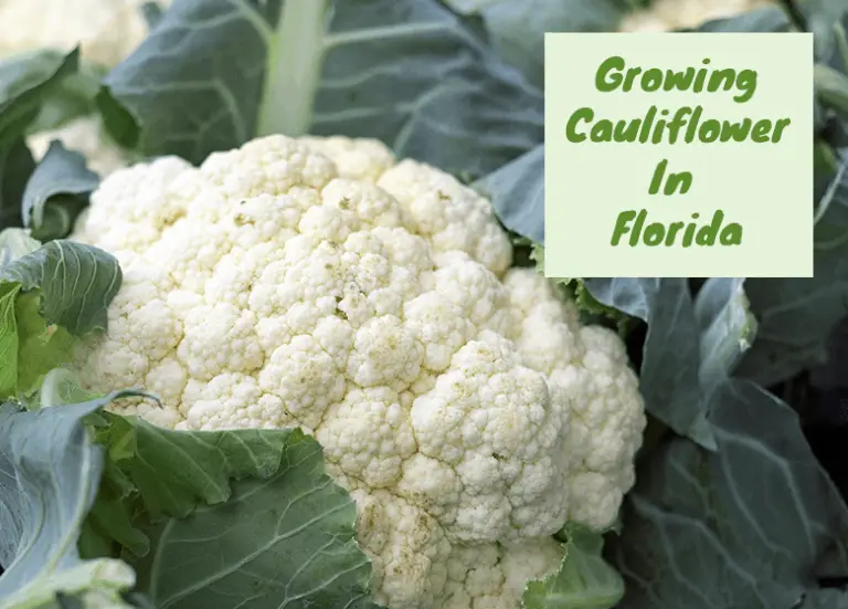 27 Easy Vegetables To Grow In Florida For All Parts Of The State
