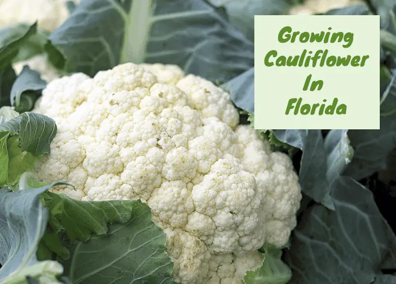 growing-Cauliflower-in-Florida