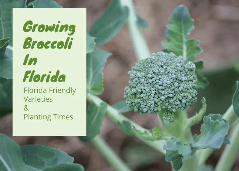 broccoli growing