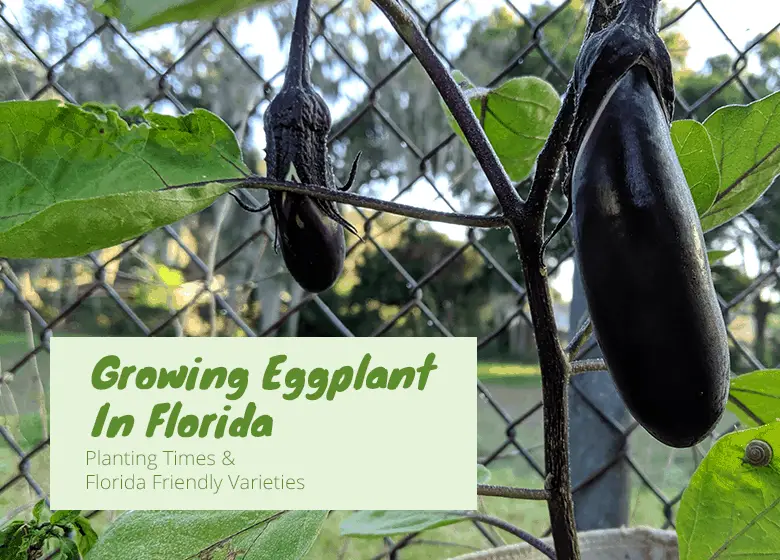 growing-eggplant-in-Florida