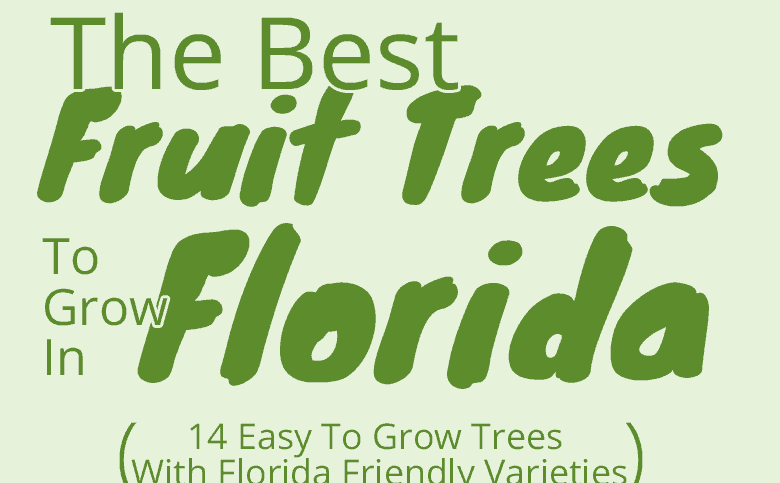 Best-Fruit-trees-for-florida-featured-image