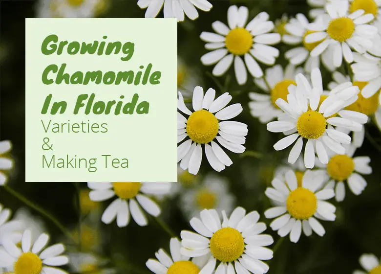 Can You Grow Chamomile In Florida? Fl Gardening