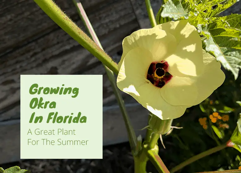 Growing-Okra-In-Floirida-Featured-Image