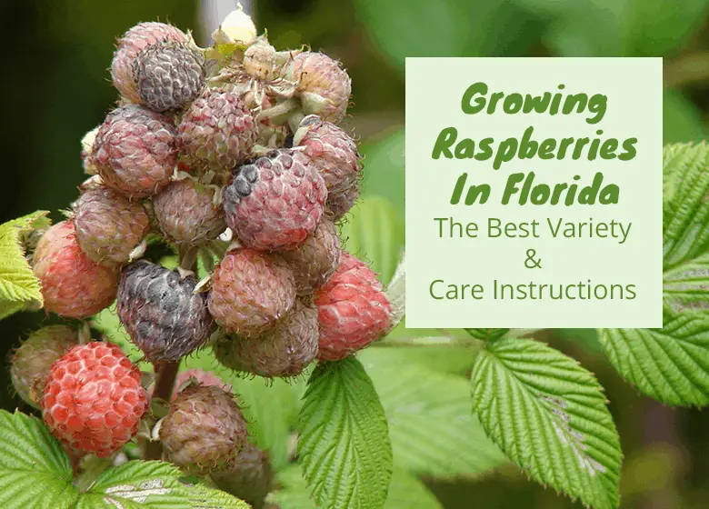 Growing Raspberries In Florida Fl Gardening