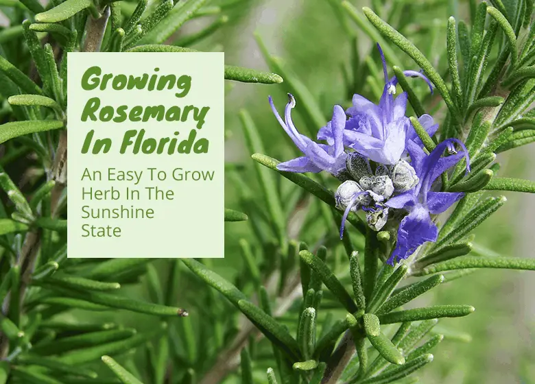 Growing Rosemary In Florida An Easy To Grow Herb,Bean Curd Soup