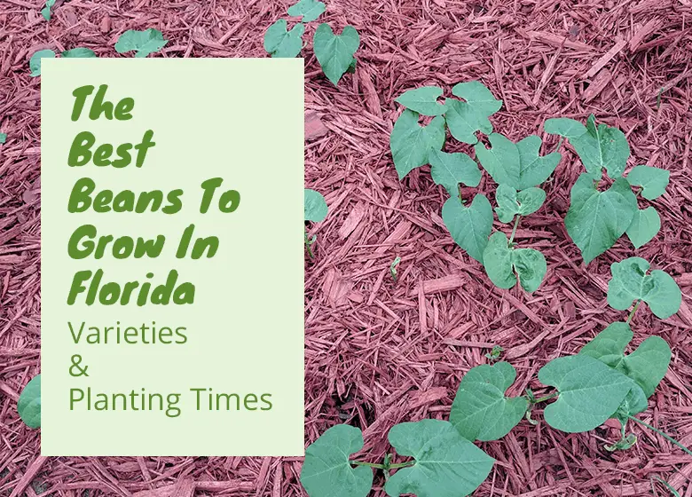 best-beans-to-grow-in-Florida