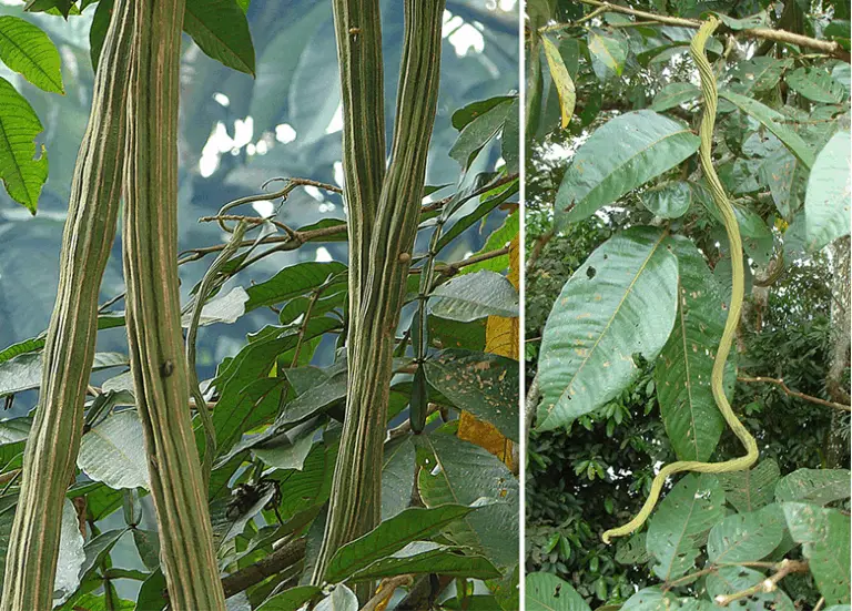 Best Beans To Grow In Florida Fl Gardening