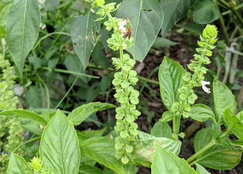 Basil-Attracting-Beneficial-Wildlife