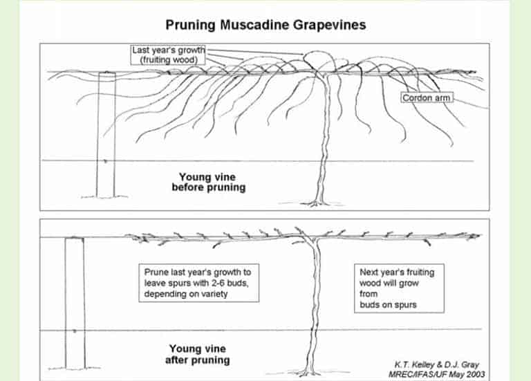 Do Grapes Grow Well In Florida? Fl Gardening