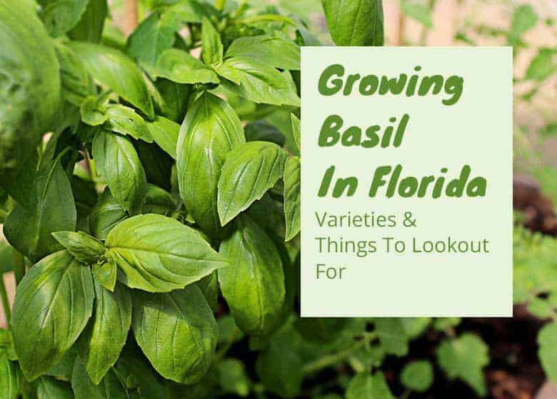 Growing-Basil-In-Florida-Featured-Image