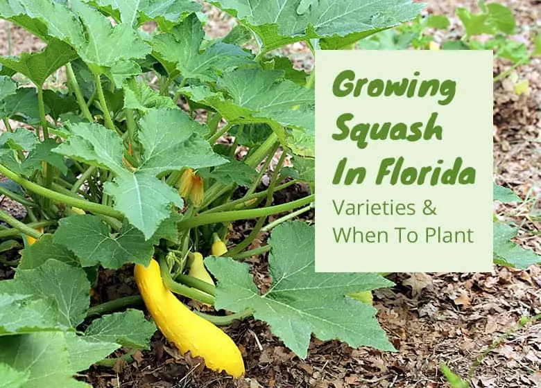 growing-squash-in-Florida