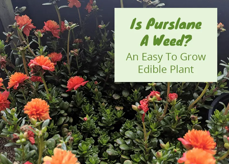 Where To Get Purslane Seeds Fundamentals Explained