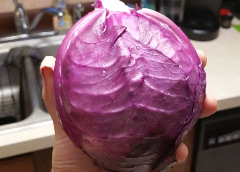 Red Acre Cabbage I grew in Florida