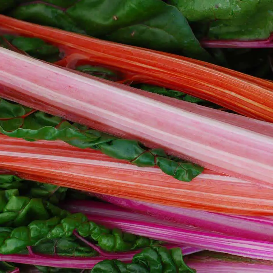 Giant-Red-Celery