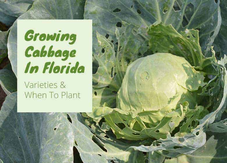 Grow Cabbage In Florida When To Plant & Varieties