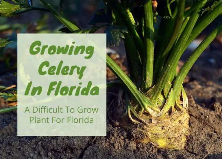 Can You Grow Celery In Florida? Fl Gardening