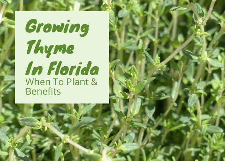 Growing-Thyme-In-Florida