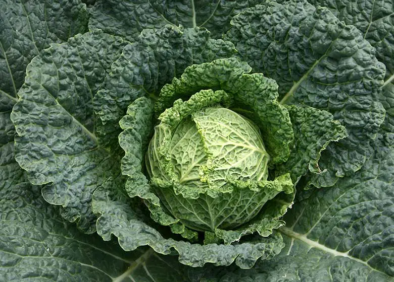 SAvoy-Cabbage