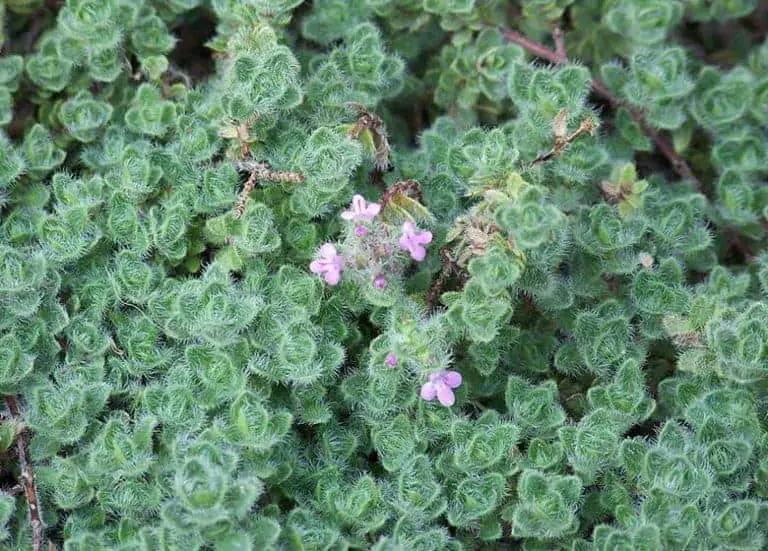 How To Grow Thyme In Florida Fl Gardening