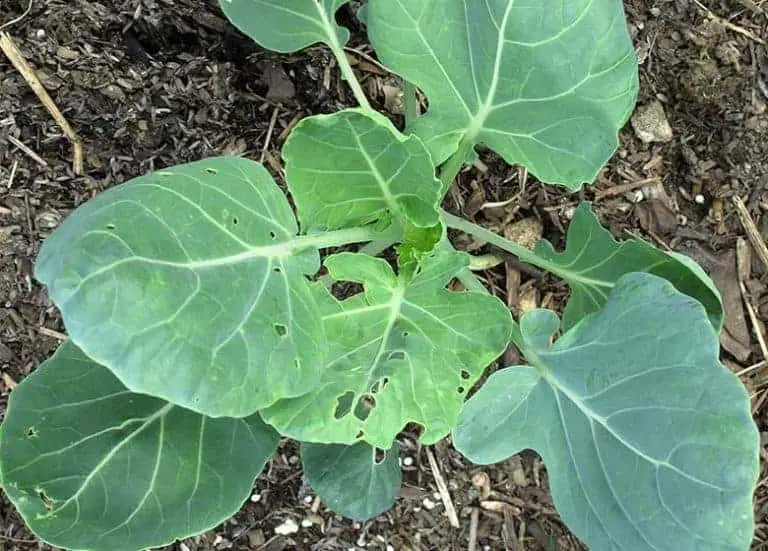 Can We Grow Brussels Sprouts In Florida? Fl Gardening