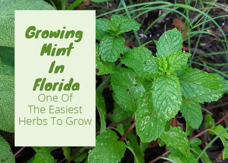 grow Mint in Florida Featured Image