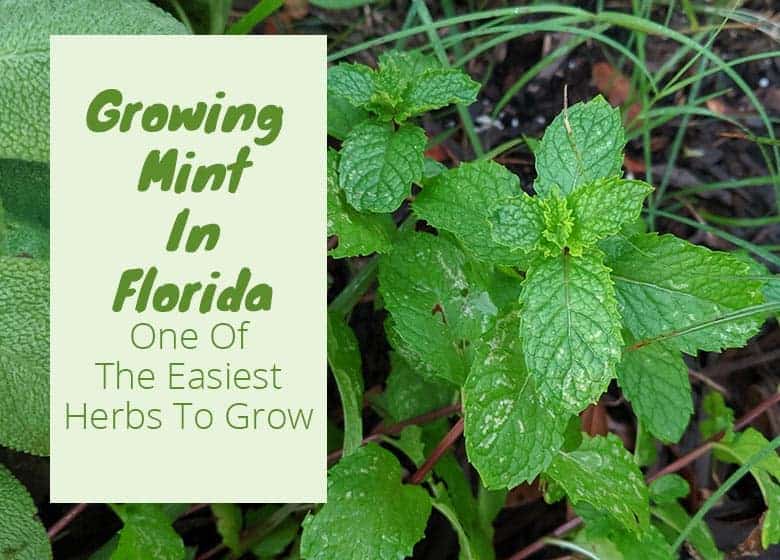 grow Mint in Florida Featured Image