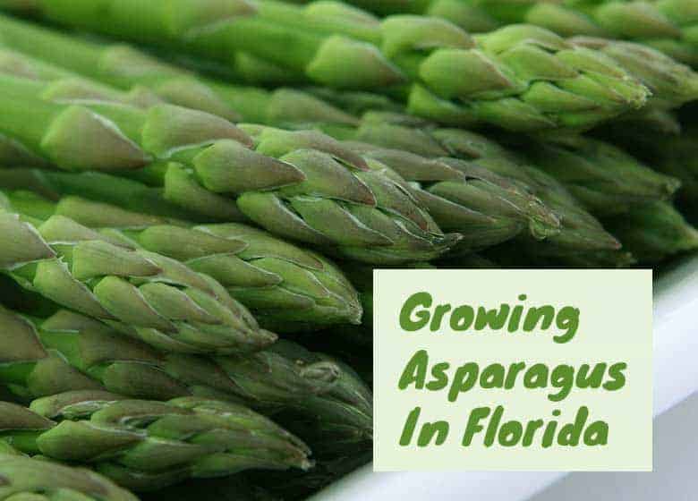 Can You Grow Asparagus In Florida? Fl Gardening