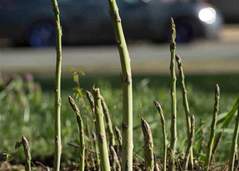 Can You Grow Asparagus In Florida? Fl Gardening