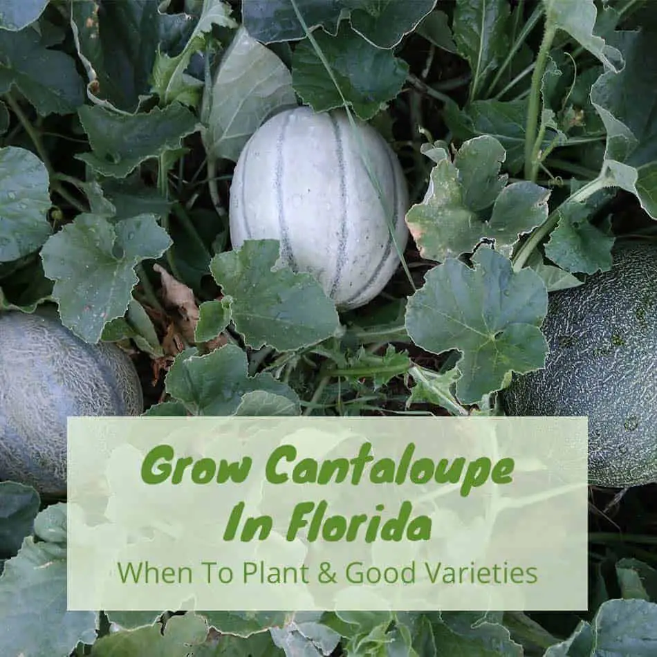 growing-cantaloupe-in-Florida-featured-image