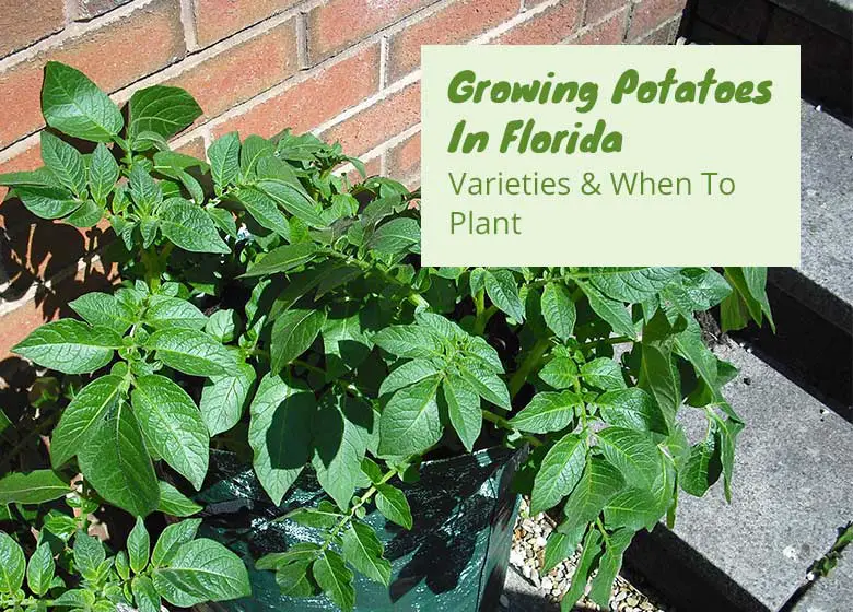 growing-potatoes-in-Florida