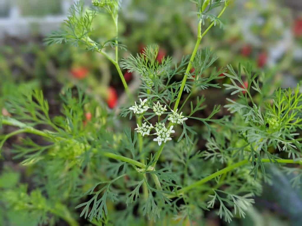 Growing Dill In florida