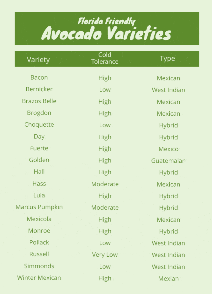 Florida avocado varieties, cold tolerance and type