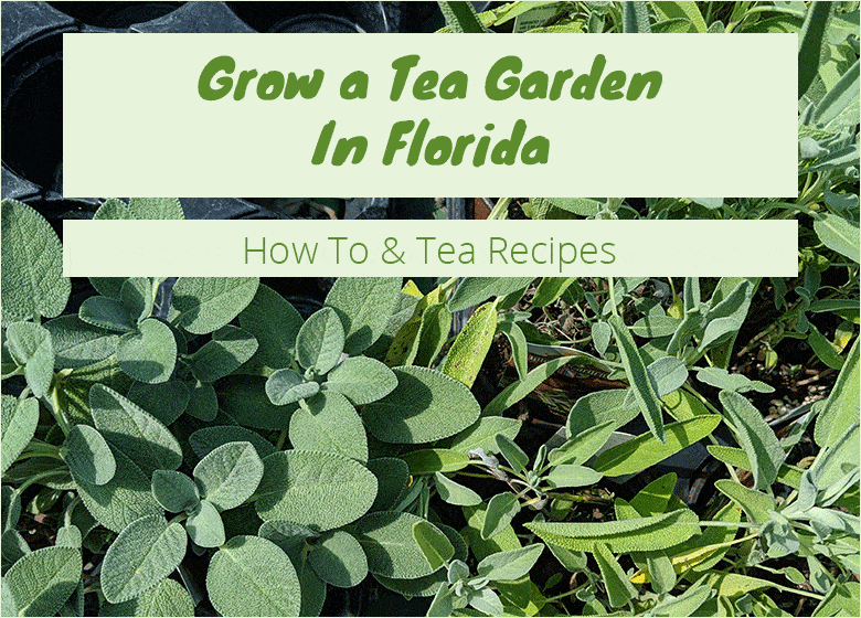 Grow A Tea Garden In Florida Fl Gardening
