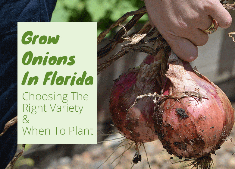 Grow-onions-in-florida-featured-image