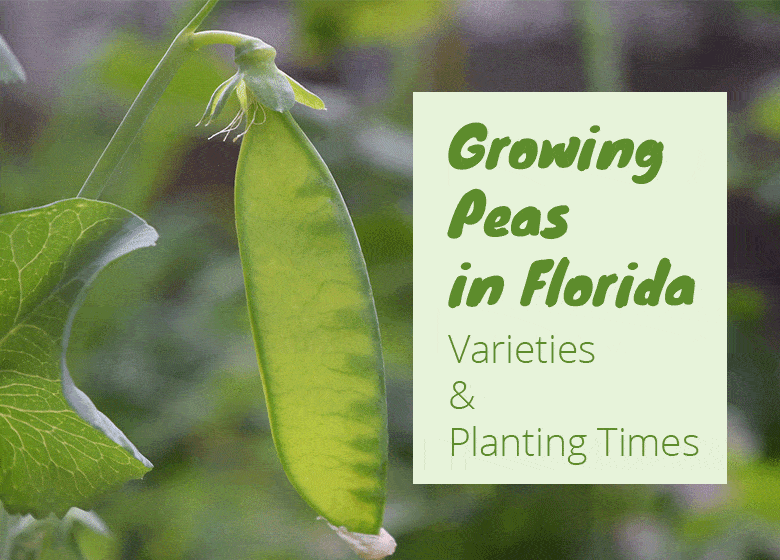 Grow Peas In Florida | Varieties & Planting Times
