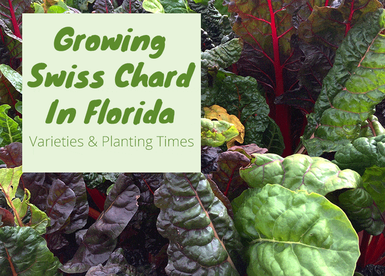 27 Easy Vegetables To Grow In Florida For All Parts Of The State