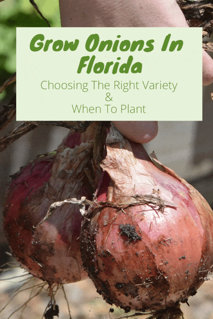 Grow Onions In Florida Fl Gardening
