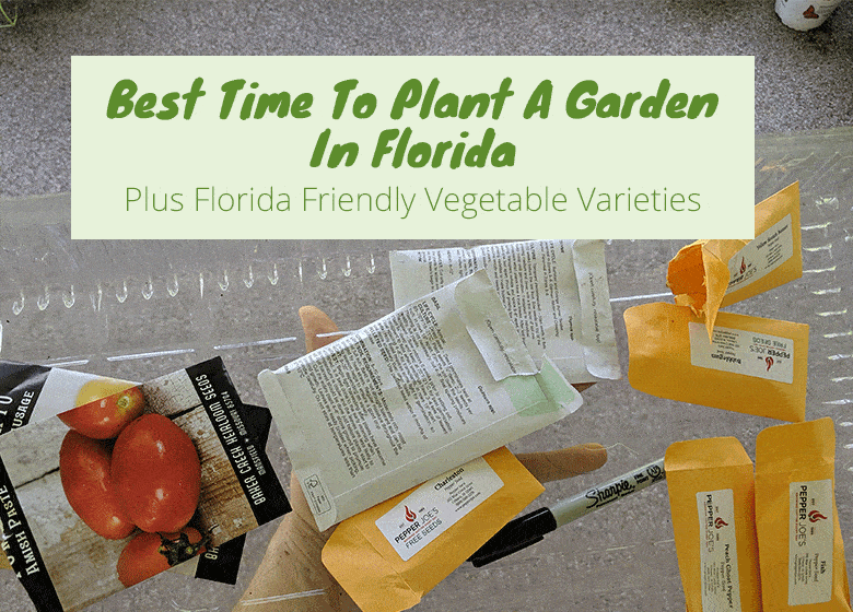 Best Time To Start A Garden In Florida And More