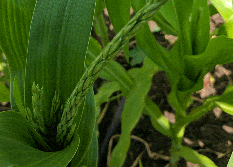 How To Grow Corn in Florida (Planting Times &amp; Varieties)