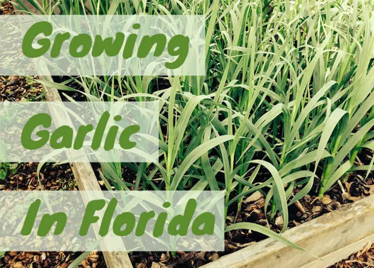 Grow Garlic in Florida Fl Gardening
