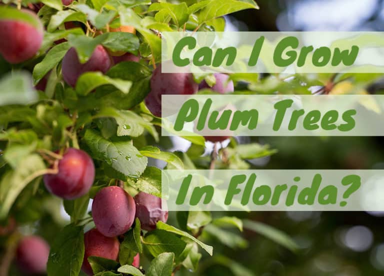 Can You Grow A Plum Tree In Florida? Fl Gardening